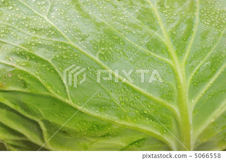 白菜 白菜 5066558