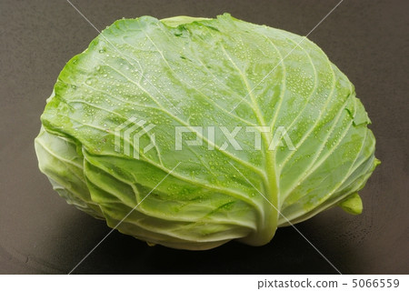 捲心菜 5066559