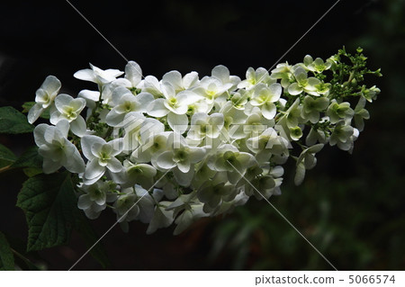 Kashiwaba hydrangea 5066574