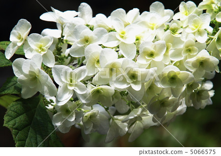 Kashiwaba hydrangea Kashiwaba hydrangea 5066575