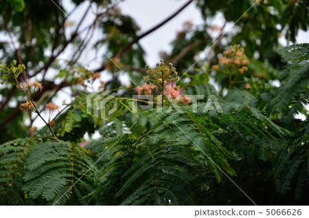 樹·Nemnock樹家庭 5066626