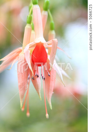 Fuchsia 5066725
