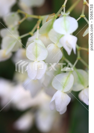 Kinunohikari Kinunohikari 5066788