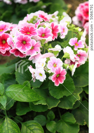 Primula · Offokonica 5066791