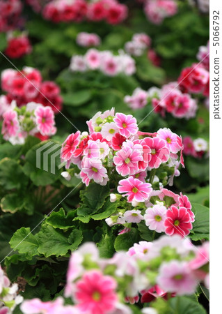 報春花·奧諾卡尼卡 5066792