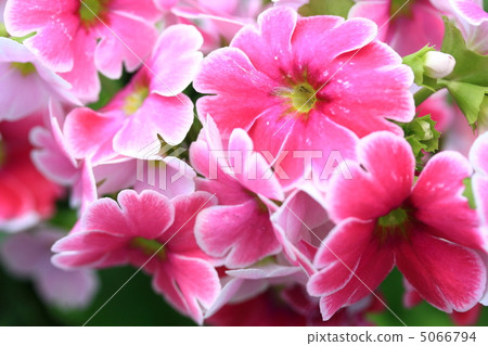 報春花·奧諾卡尼卡 5066794