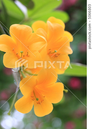 Malaysia · rhododendron Malaysia · rhododendron 5066803