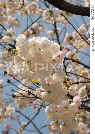 櫻花盛開（二條城/櫻花園/京都市中京區） 5067285