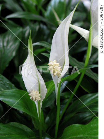 Spatialism (Strauss) 5067297