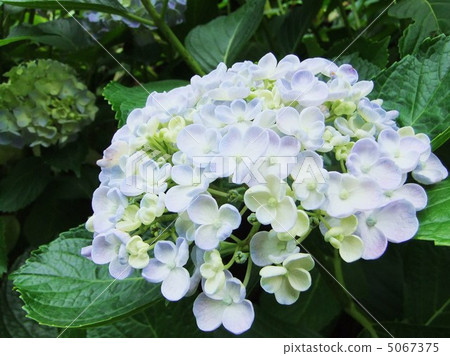 繡球 繡球 5067375