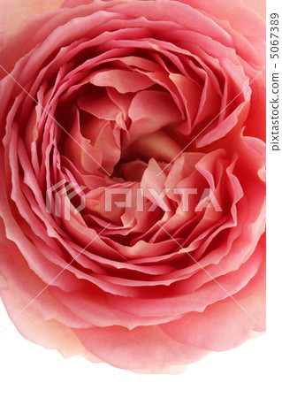 rose rose 5067389