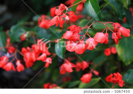 秋海棠 秋海棠 5067450