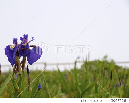 Akira Gogen Ayamegara 5067526