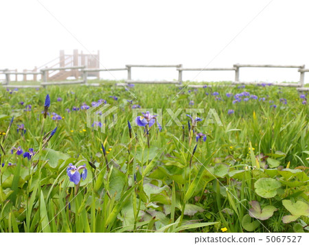 Akira Gogen Ayamegara 5067527