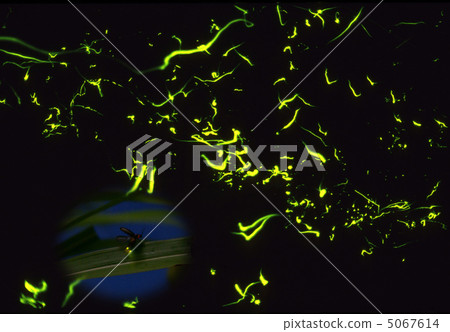 螢火蟲的光 5067614