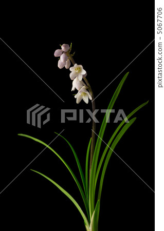 Janohige Janohige 5067706