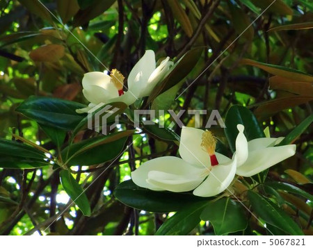 Taisambok flowers Taisambok flowers 5067821