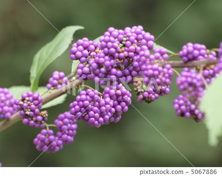 Murasakusibu的果實 Murasakusibu的果實 5067886