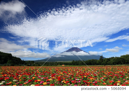 Flower field and Mt. Fuji Flower field and Mt. Fuji 5068094