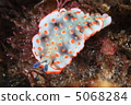 Hanaotome sea slug 5068284