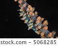 Bishamon shrimp 5068285