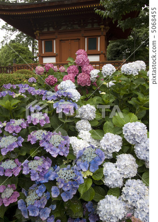 Nara Kashihara Kumehidori hydrangea 5068455