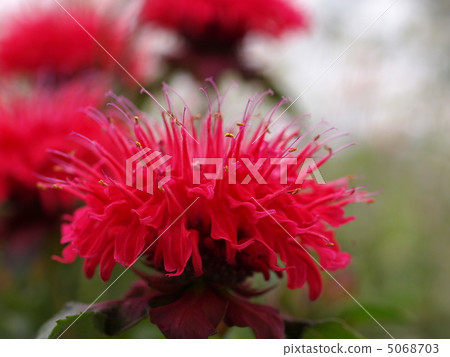 佛手柑花 5068703