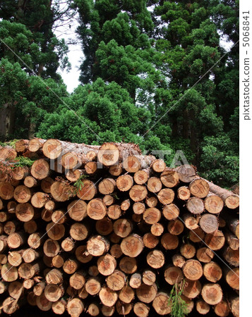 Cedar tree and log 5068841