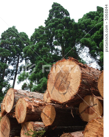 Cedar tree and log 5068844