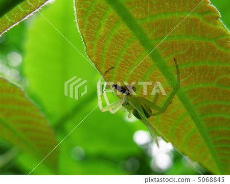 捕食馬唐 5068845