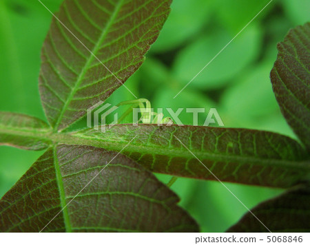 等待獵物 5068846