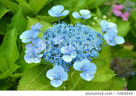 繡球花繡球花 5068848