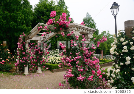 龍池公園玫瑰園 龍池公園玫瑰園 5068855