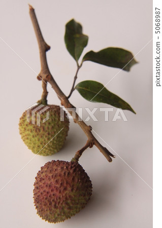 新鮮荔枝4 5068987