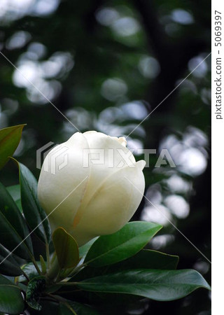Thai sanbok Thai sanbok 5069397