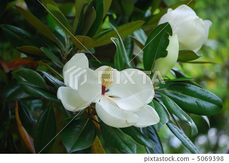 泰國sanbok 5069398