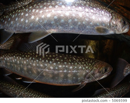 岩魚 岩魚 5069399