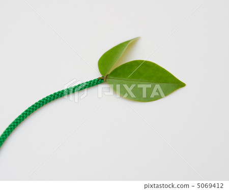 New green leaves entangled in the rope New green leaves entangled in the rope 5069412