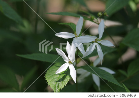 Mitsubasa Shimotsu Mitsubasa Shimotsu 5069469