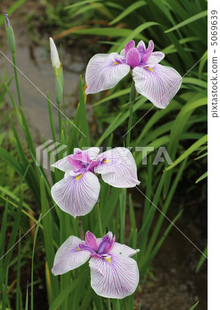 奈良縣宇田市的“花村Takiya”的虹膜 5069639