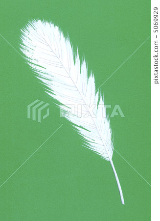 羽毛綠背 5069929