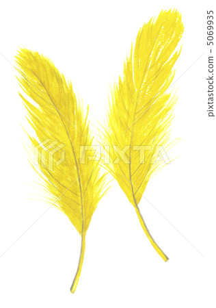 羽毛黃色 5069935