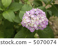 繡球 5070074