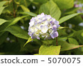 繡球 5070075