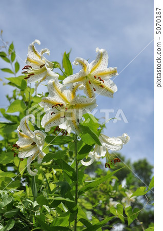 Wild lily Wild lily 5070187