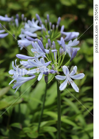  Agapanthus 5070459