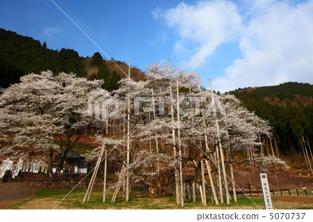 Kanzakura Gifu Prefecture, Honsaku 5070737