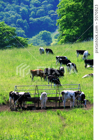 餵食站 餵食站 5070823