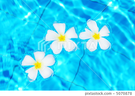 Frangipani flowers Frangipani flowers 5070878