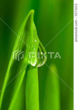 Fresh grass with dew drops Fresh grass with dew drops 5071015